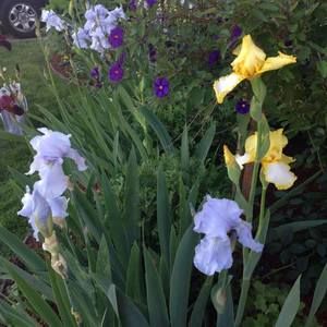 Meet your Posher, Frankie